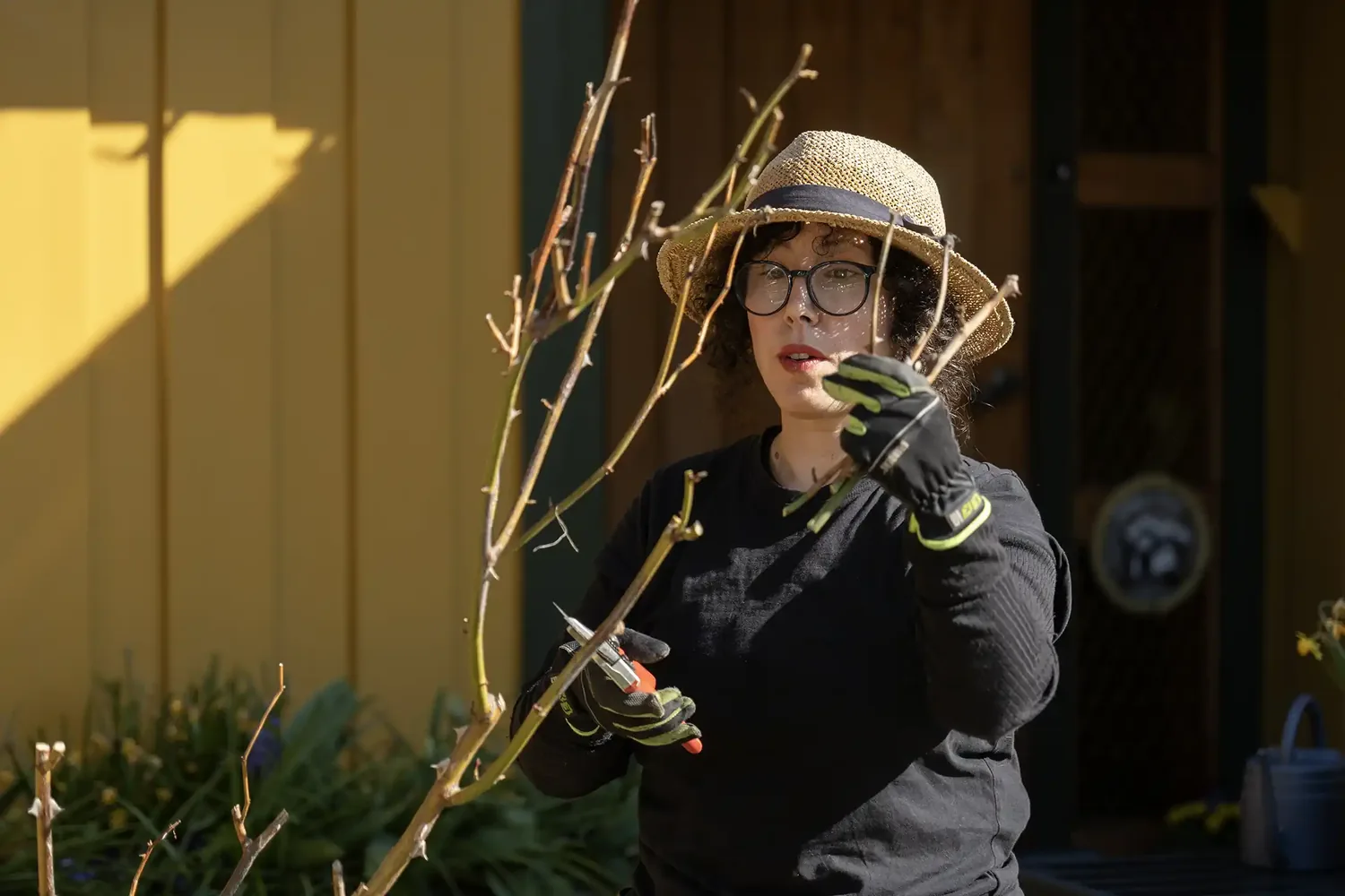 Lisa Backlund fra Växtbygget beskjærer roser med en sekatør.